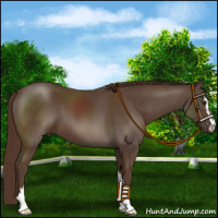 Horse Color:Liver Chestnut Sabino