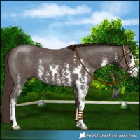 Horse Color:Liver Chestnut Sabino