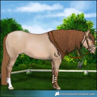 Horse Color:Brown Pearl Dun 