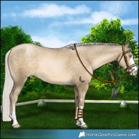Horse Color:Silver Smoky Black Pearl Rabicano 