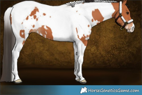 Horse Color:White Spotted Bay Tobiano 