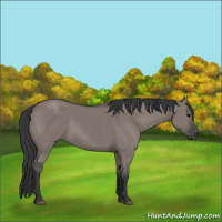 Horse Color:Grullo 