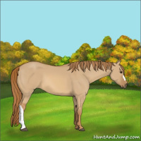 Horse Color:Red Dun 
