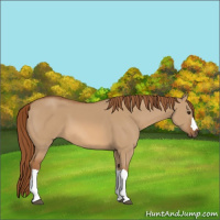 Horse Color:Red Dun 