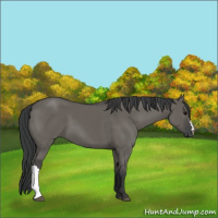 Horse Color:Grullo 