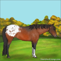 Horse Color:Brown Blanket 