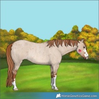 Horse Color:Red Dun Roan Rabicano 