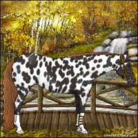 Horse Color:Liver Chestnut Appaloosa