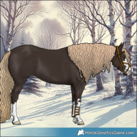 Horse Color:Liver Chestnut 