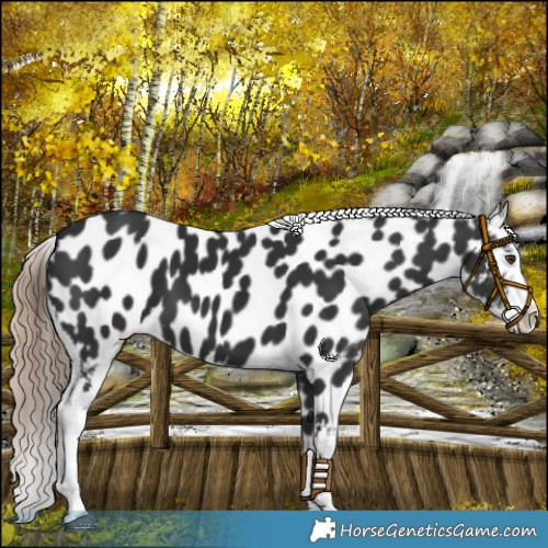 Horse Color:Liver Chestnut Appaloosa 