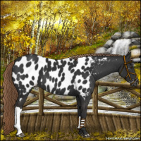 Horse Color:Liver Chestnut Appaloosa 