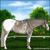 Horse Color:White Spotted Silver Black Appaloosa 