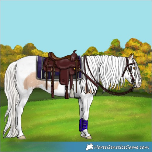 Horse Color:Silver Classic Champagne Splash Tobiano Rabicano 