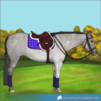 Horse Color:Smoky Grullo Roan Rabicano 