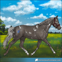 Horse Color:White Spotted Silver Black Sabino 