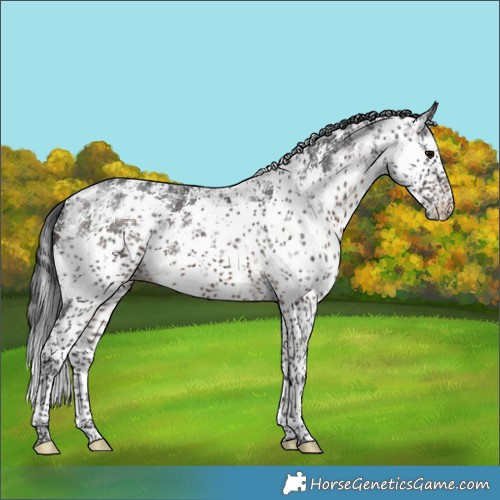 Horse Color:White Spotted Brown Sabino 