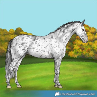Horse Color:White Spotted Brown Sabino