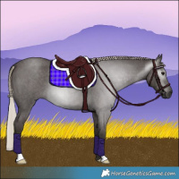 Horse Color:Gray Silver Blue Roan 