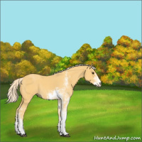Horse Color:Palomino Sabino