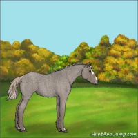 Horse Color:Silver Blue Roan Sabino 
