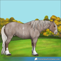 Horse Color:Silver Blue Roan Sabino