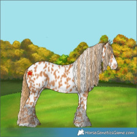 Horse Color:Chestnut Frame Appaloosa 
