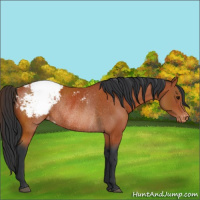 Horse Color:Bay Snowcap Rabicano 