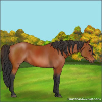 Horse Color:Bay Rabicano 