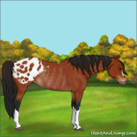 Horse Color:Gray Bay Appaloosa Rabicano 