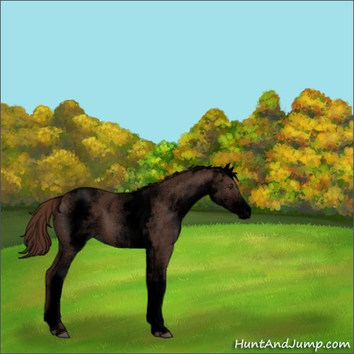 Horse Color:Void White Spotted Liver Chestnut 