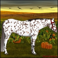 Horse Color:Bay Near Leopard and Bay Near Leopard