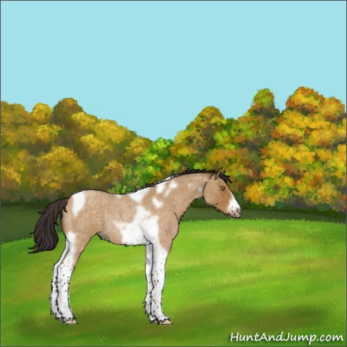 Horse Color:Buckskin Roan Dun Tobiano Frame Rabicano 