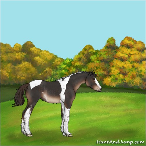 Horse Color:White Spotted Liver Chestnut Tobiano Rabicano 