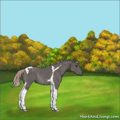 Horse Color:Silver Black Tobiano Rabicano 