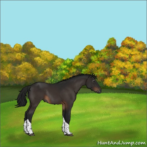 Horse Color:Gray Brown Tobiano Rabicano 