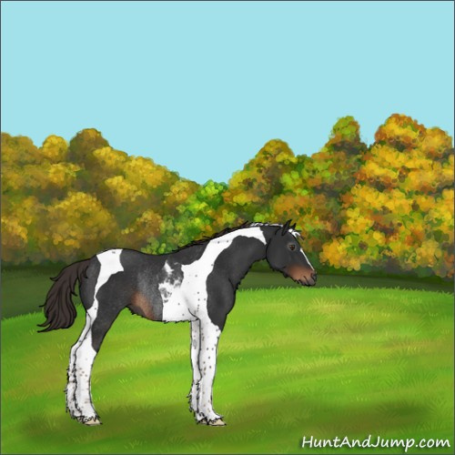 Horse Color:Gray Liver Chestnut Tobiano Rabicano 