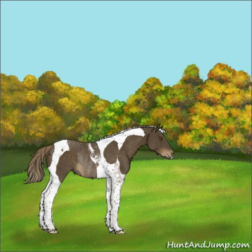 Horse Color:Chocolate Palomino Tobiano Rabicano 