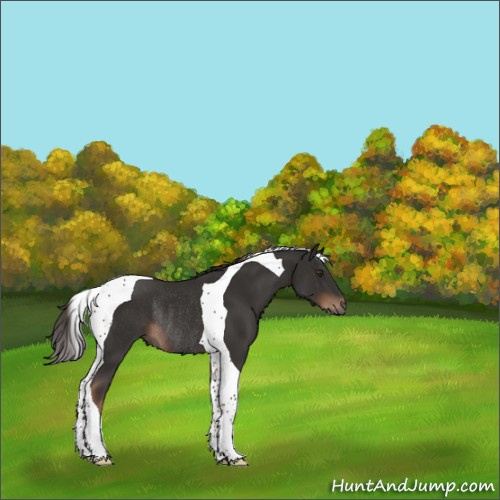 Horse Color:Liver Chestnut Tobiano Rabicano 