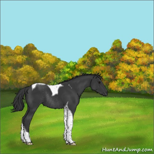 Horse Color:Black Tobiano Rabicano 