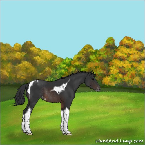 Horse Color:Brown Tobiano Appaloosa Rabicano 