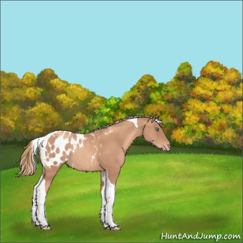 Horse Color:Gold Champagne Tobiano Appaloosa Rabicano 