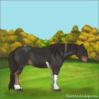 Horse Color:Liver Chestnut Tobiano Rabicano 