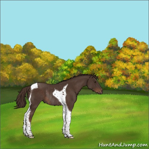 Horse Color:Liver Chestnut Tobiano Rabicano 
