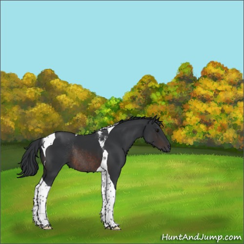 Horse Color:Brown Tobiano Rabicano 