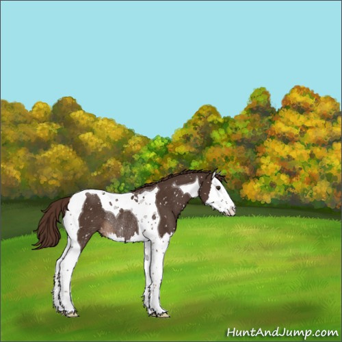 Horse Color:Liver Chestnut Sabino Splash Tobiano Appaloosa Rabicano 