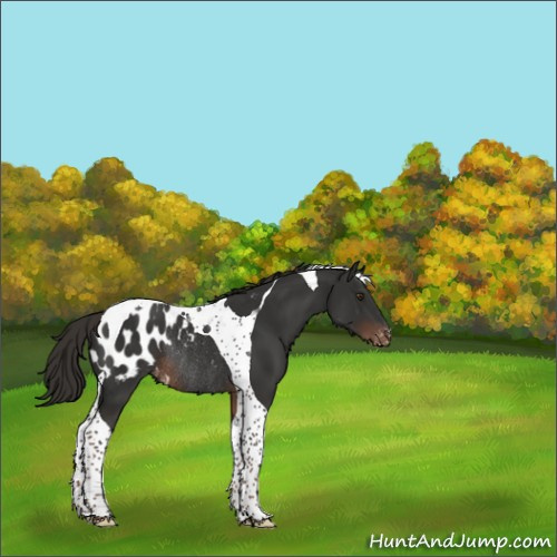 Horse Color:Liver Chestnut Tobiano Appaloosa Rabicano 