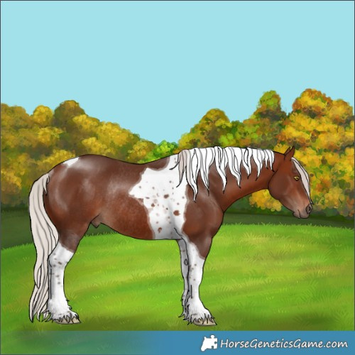 Horse Color:Silver Bay Tobiano Rabicano 