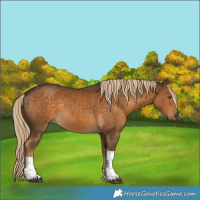 Horse Color:Chocolate Palomino Tobiano Rabicano 