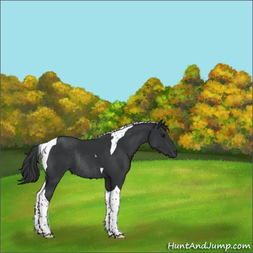 Horse Color:Black Tobiano Rabicano 