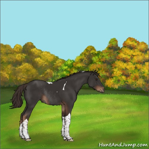 Horse Color:Liver Chestnut Tobiano Rabicano 